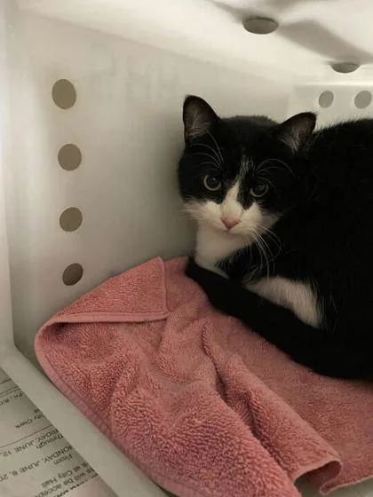 An adult small-sized male Domestic Short Hair cat named Buddy for adoption in Daytona Beach, FL