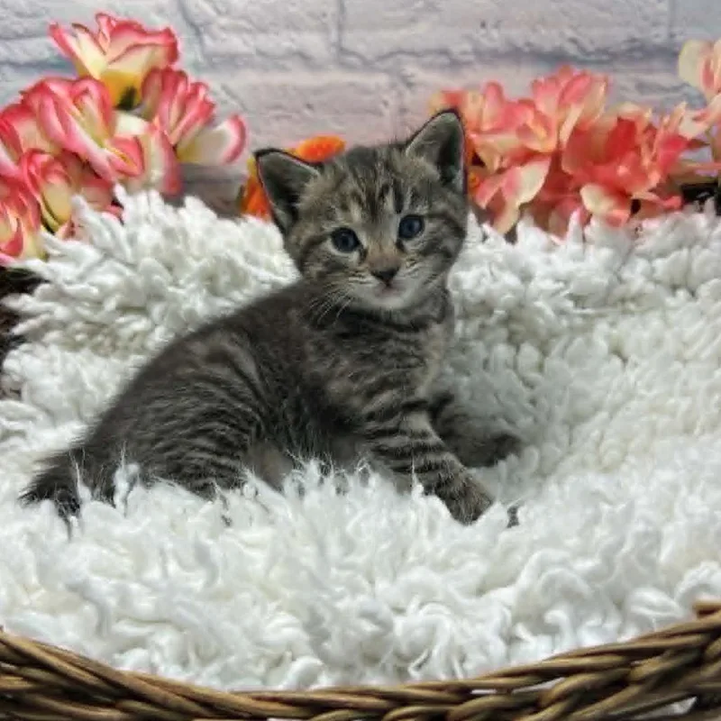 A baby small-sized female Brown / Chocolate Domestic Short Hair cat named Storm for adoption in Harrisonburg, VA
