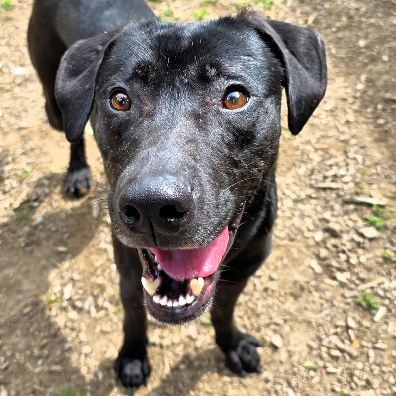 An adult medium-sized male Black Labrador Retriever dog named Mijo for adoption in Michigan City, IN