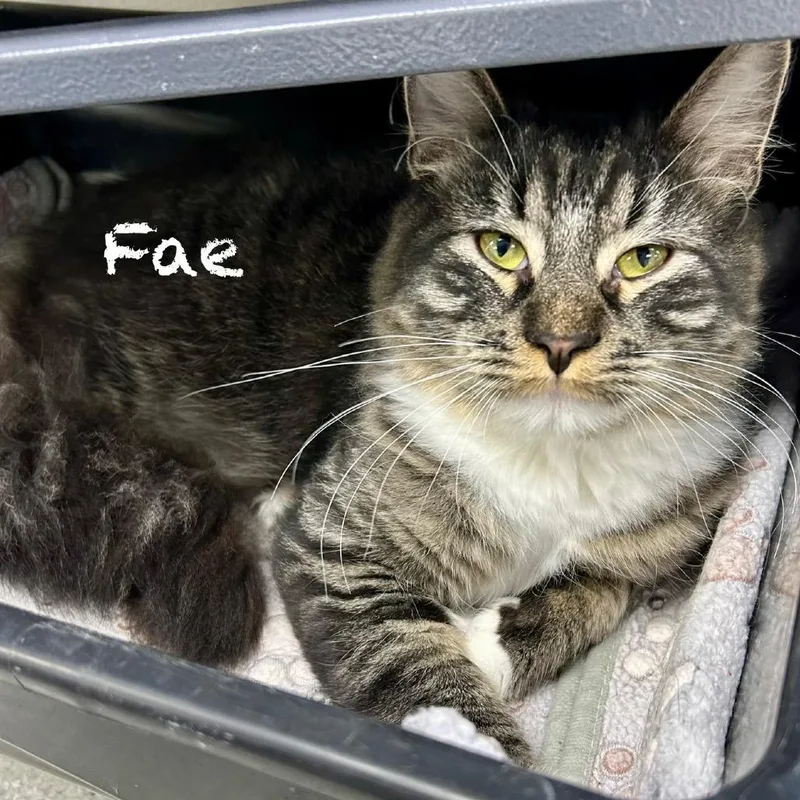 A young medium-sized male Brown / Chocolate Domestic Long Hair cat named Fae for adoption in Hannibal, MO