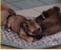 A baby small-sized female Mixed Breed dog named Cashew for adoption in Mesa, AZ