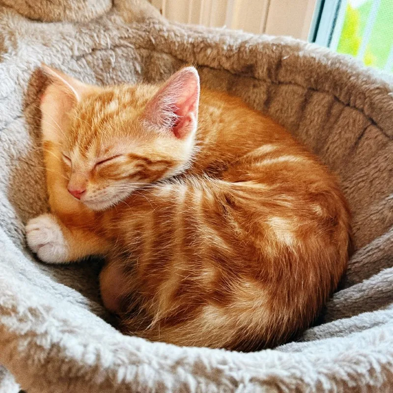 A baby small-sized male Orange / Red Domestic Short Hair cat named Dennis for adoption in Huntsville, AL