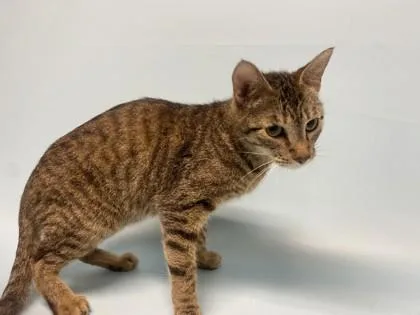An adult small-sized female Domestic Short Hair cat named Ginny for adoption in Coon Rapids, MN