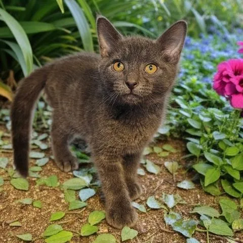 A baby small-sized male Domestic Short Hair cat named Haku for adoption in Clinton Township, MI
