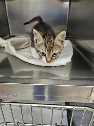 A baby small-sized male Domestic Short Hair cat named Potato for adoption in Gainesville, FL