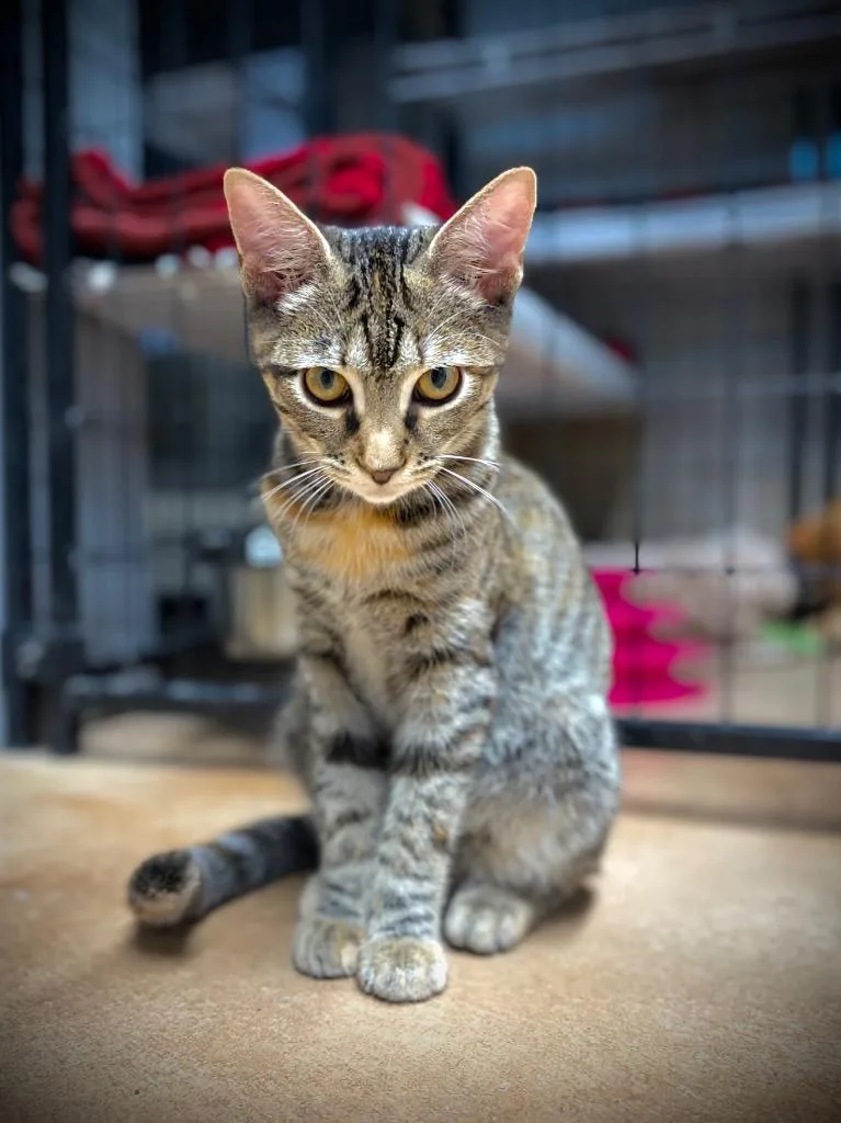 A baby small-sized female Domestic Short Hair cat named Clary for adoption in Hampton, VA