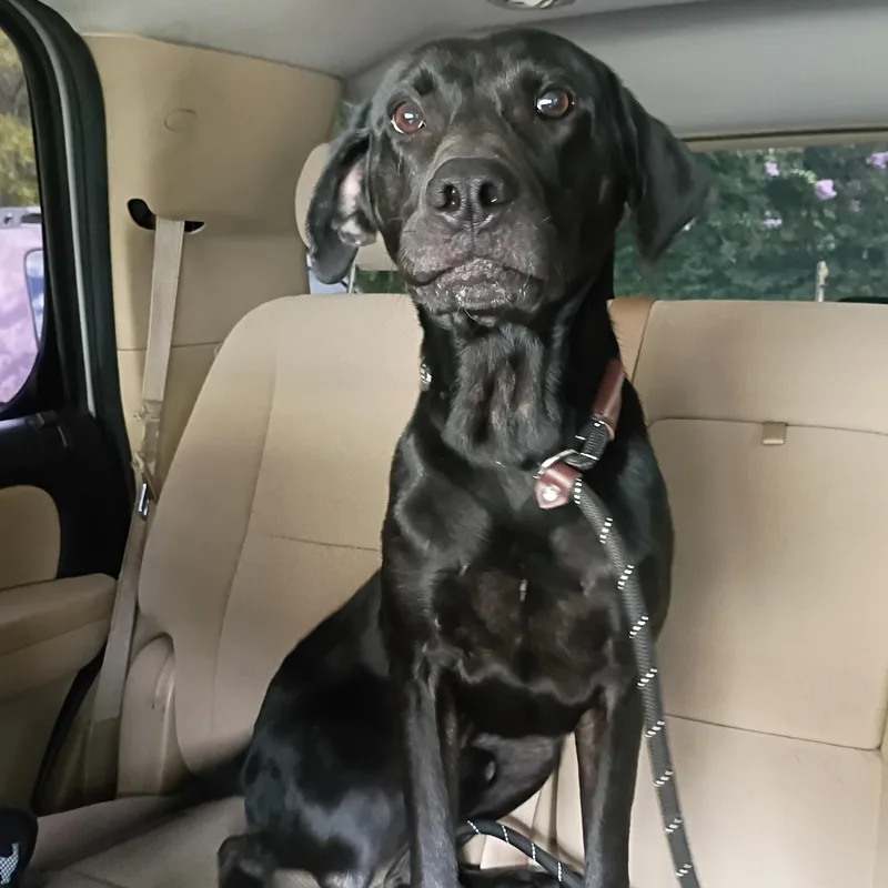 An adult large-sized male Black Labrador Retriever dog named Chewy for adoption in Salisbury, MD