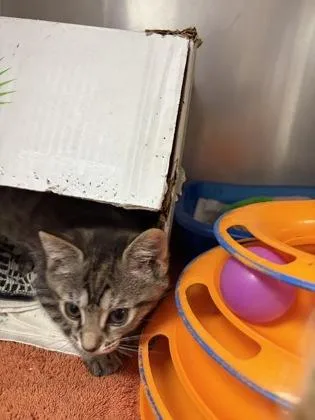 A baby small-sized female Domestic Short Hair cat named Lay for adoption in West Chester, PA
