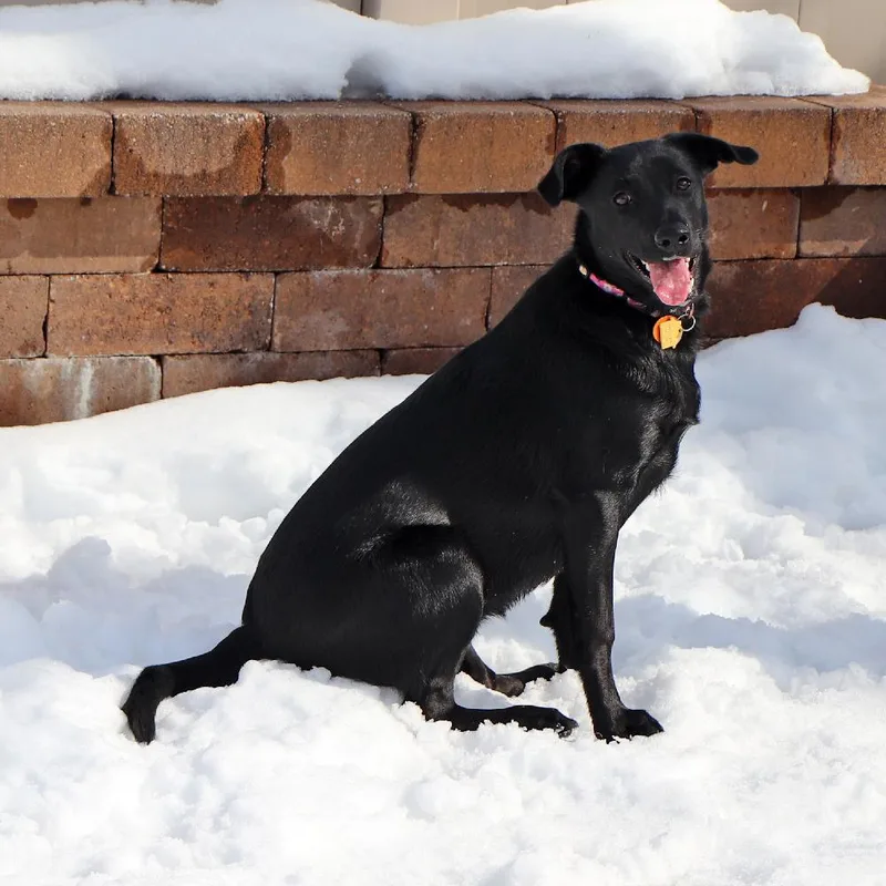 A young medium-sized female Mixed Breed dog named Raven for adoption in Port Washington, NY