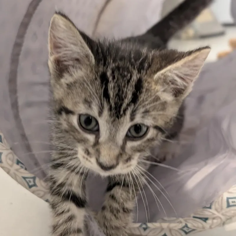 A baby small-sized male Gray / Blue / Silver Domestic Short Hair cat named Dylan for adoption in Raleigh, NC