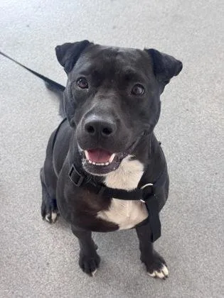 An adult medium-sized female Mixed Breed dog named Queen Davina for adoption in West Chester, PA