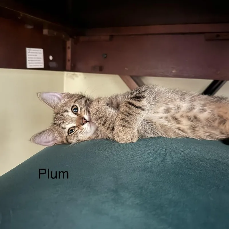 Plum