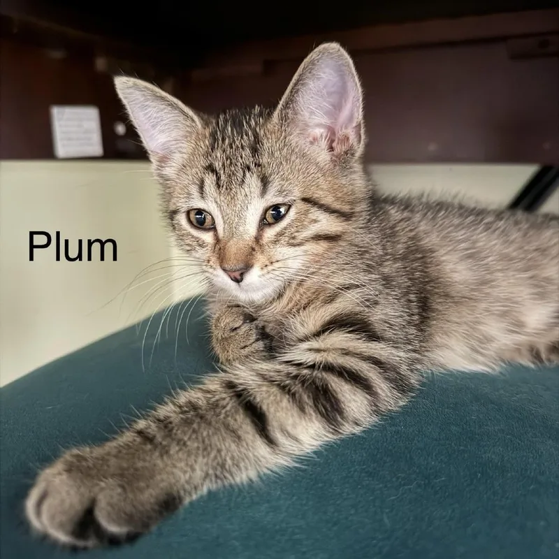 Plum thumbnail 2