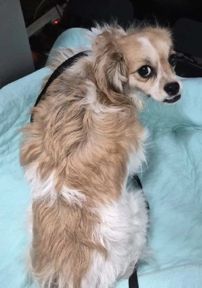 A young small-sized female White / Cream Mixed Breed dog named Lola for adoption in New York, NY