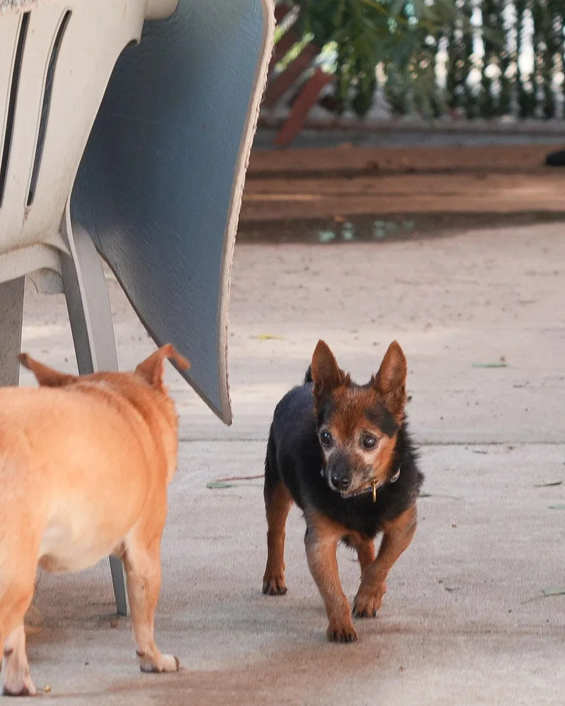 Wolfie  Love Bug thumbnail 2