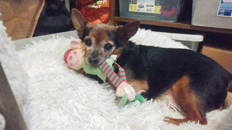 Wolfie  Love Bug thumbnail 3