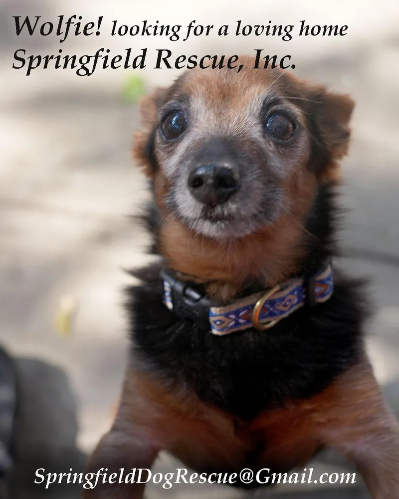A senior small-sized male Tricolor (Brown, Black, & White) Miniature Pinscher dog named Wolfie Love Bug for adoption in Queens Village, NY