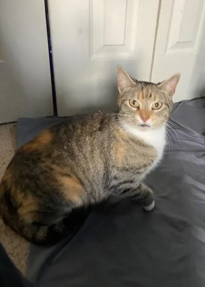 Peaches thumbnail 2