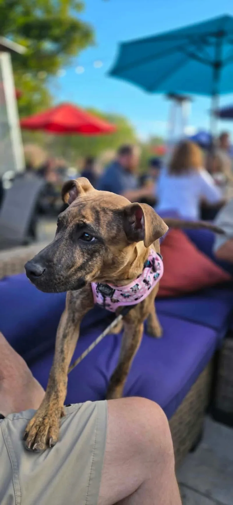 A baby medium-sized female Brindle Mixed Breed dog named Lizzy for adoption in Highland, NY