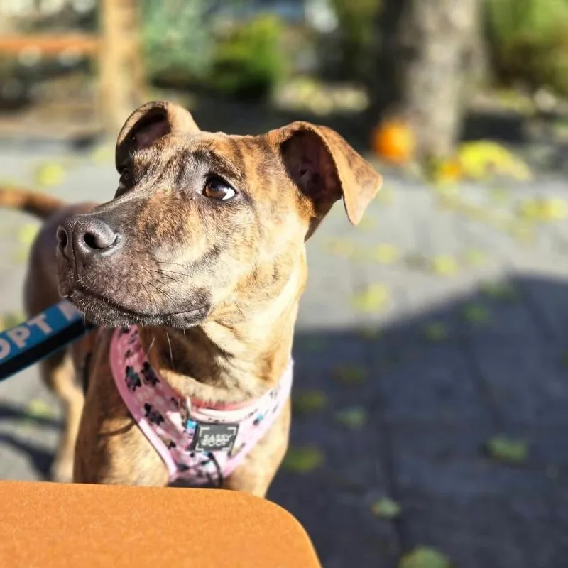 Lizzy thumbnail 3