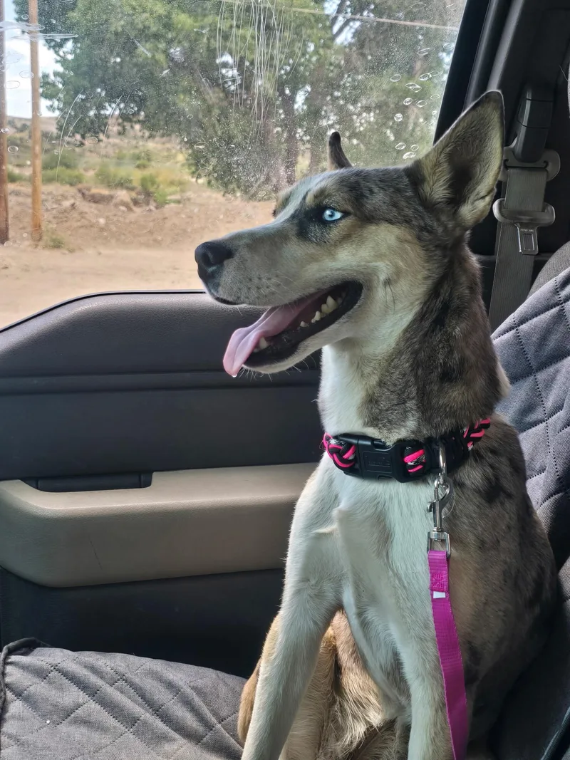 A young medium-sized female Gray / Blue / Silver Husky dog named Bella for adoption in Globe, AZ