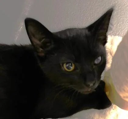 A baby small-sized male Domestic Short Hair cat named Sir Purrsival Whiskers for adoption in Cumming, GA