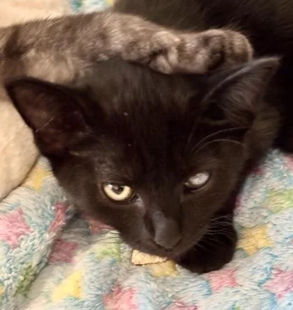 Sir Purrsival Whiskers thumbnail 2