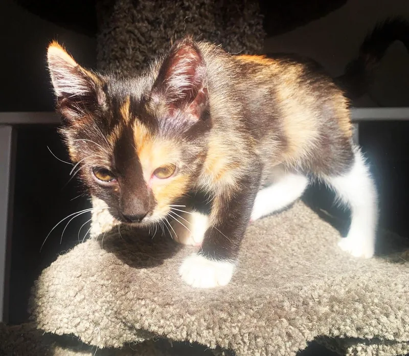 A baby small-sized female Calico cat named Melody for adoption in Burbank, CA