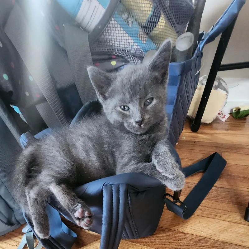 A baby medium-sized male Gray / Blue / Silver Domestic Short Hair cat named Rainbow for adoption in Kenhorst, PA