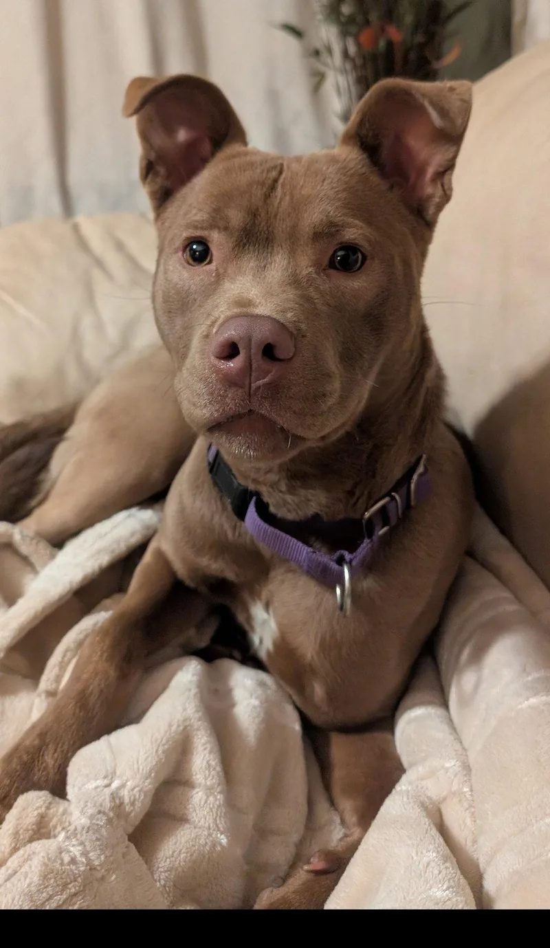 Maisy