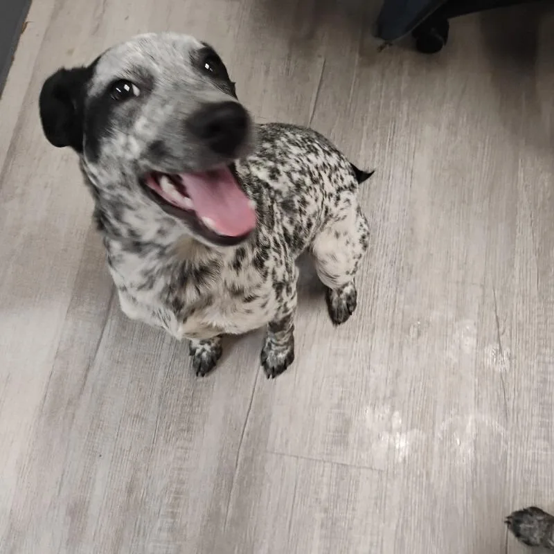 A young small-sized female Gray / Blue / Silver Australian Cattle Dog / Blue Heeler dog named Sasha for adoption in East Smithfield , PA