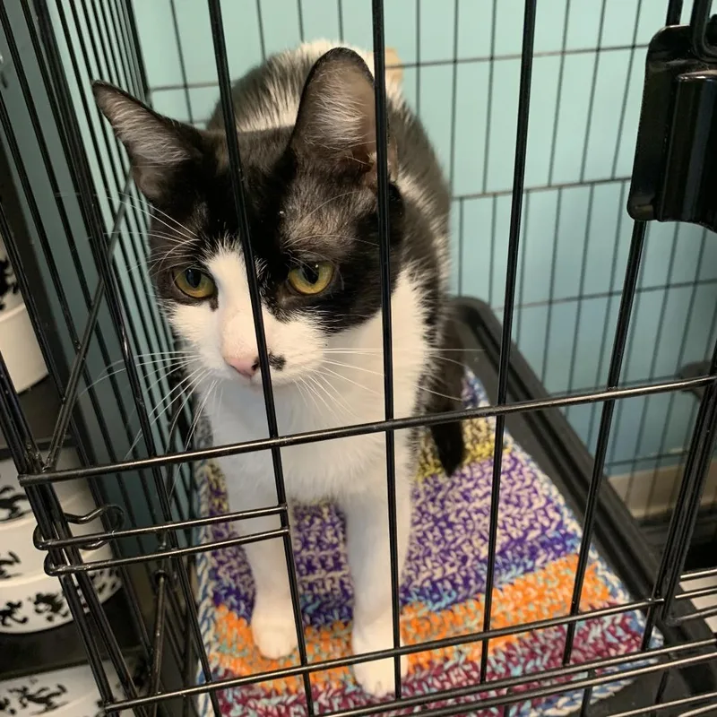 An adult small-sized female Black Domestic Short Hair cat named Jelly for adoption in Fredericksburg, VA