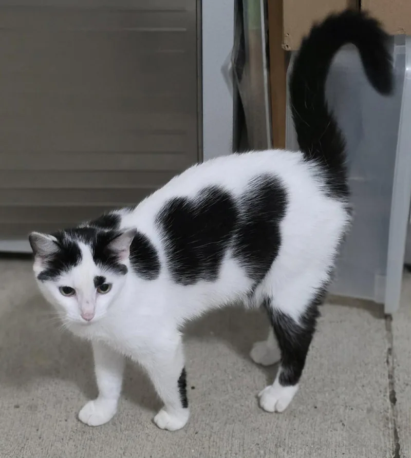 An adult medium-sized female Black & White / Tuxedo Domestic Short Hair cat named Vivian for adoption in Woodsfield, OH