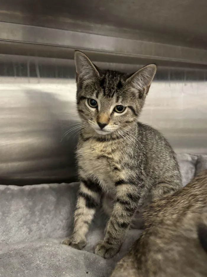 A young small-sized female Domestic Short Hair cat named Bianca for adoption in Hilton Head Island, SC