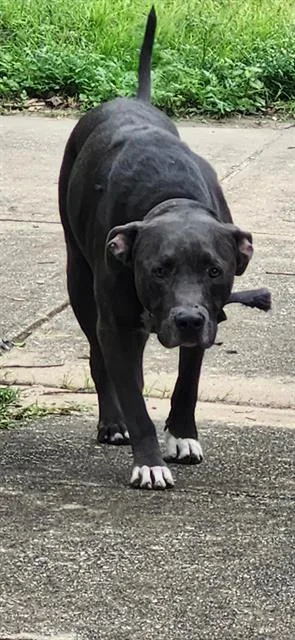 An adult large-sized male American Staffordshire Terrier dog named Kilo for adoption in San Antonio, TX
