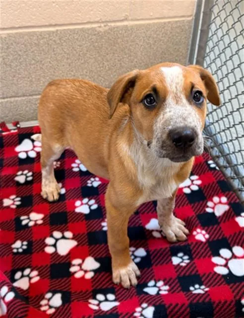 A baby small-sized female Australian Cattle Dog / Blue Heeler dog named Linney for adoption in Statesville, NC