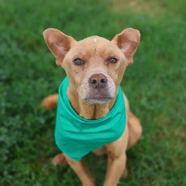 An adult small-sized male Labrador Retriever dog named Taco for adoption in San Antonio, TX