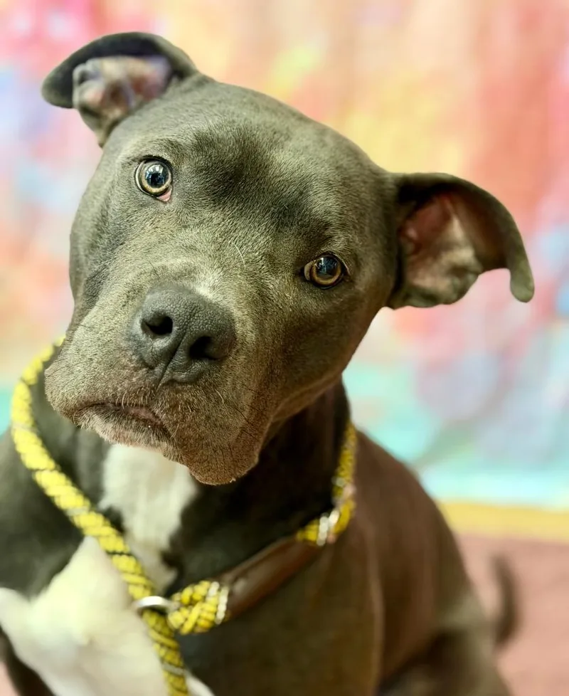 A young medium-sized male Terrier dog named Ryerson for adoption in Wintersville, OH