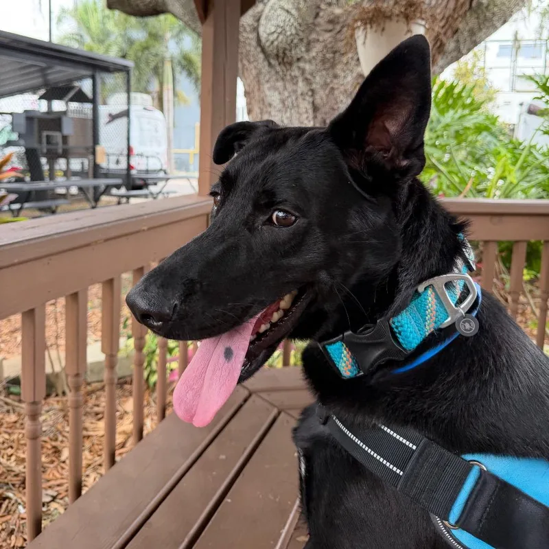 An adult large-sized male Black Shepherd dog named Ranger for adoption in Tampa, FL