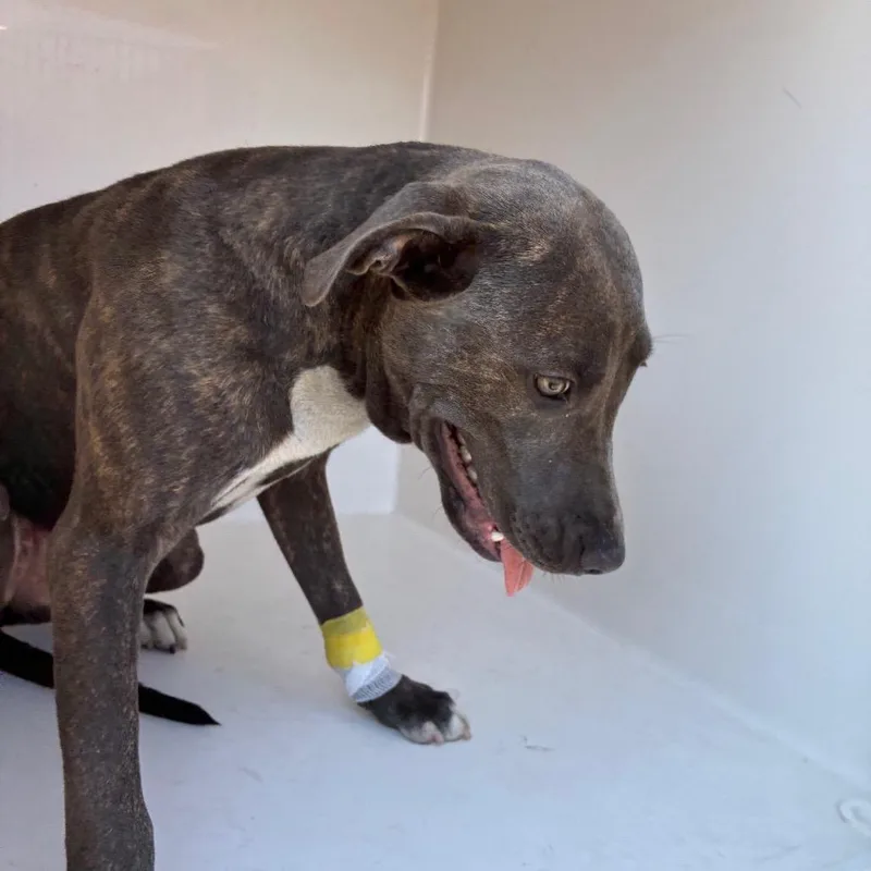 A young medium-sized female Brindle Mixed Breed dog named Talina for adoption in Chattanooga, TN