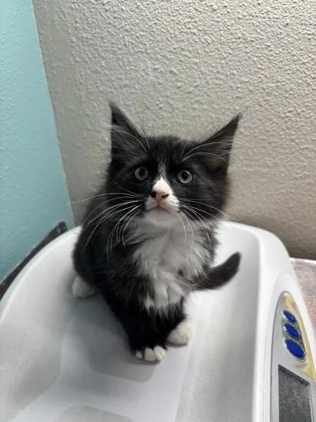 A baby small-sized male Domestic Long Hair cat named Riordan for adoption in Sherwood, OR