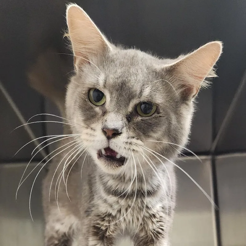An adult medium-sized male Domestic Short Hair cat named Romeo for adoption in Elizabeth City, NC