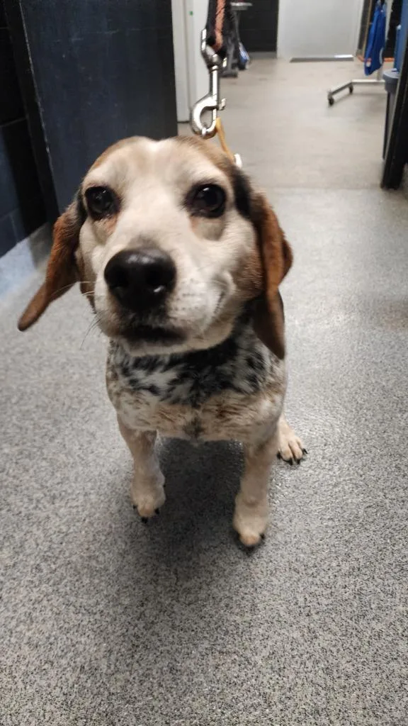 An adult medium-sized male Beagle dog named Blue for adoption in Fremont, OH