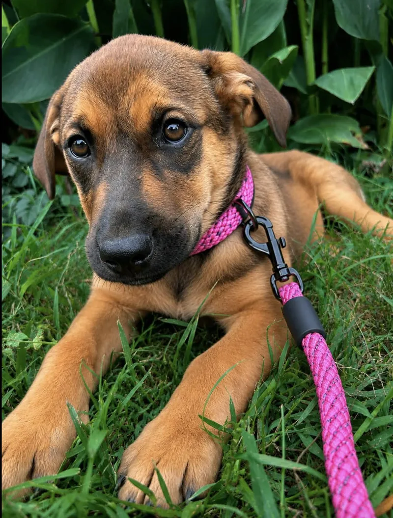 A baby medium-sized female Shepherd dog named Florencia for adoption in Allen, TX
