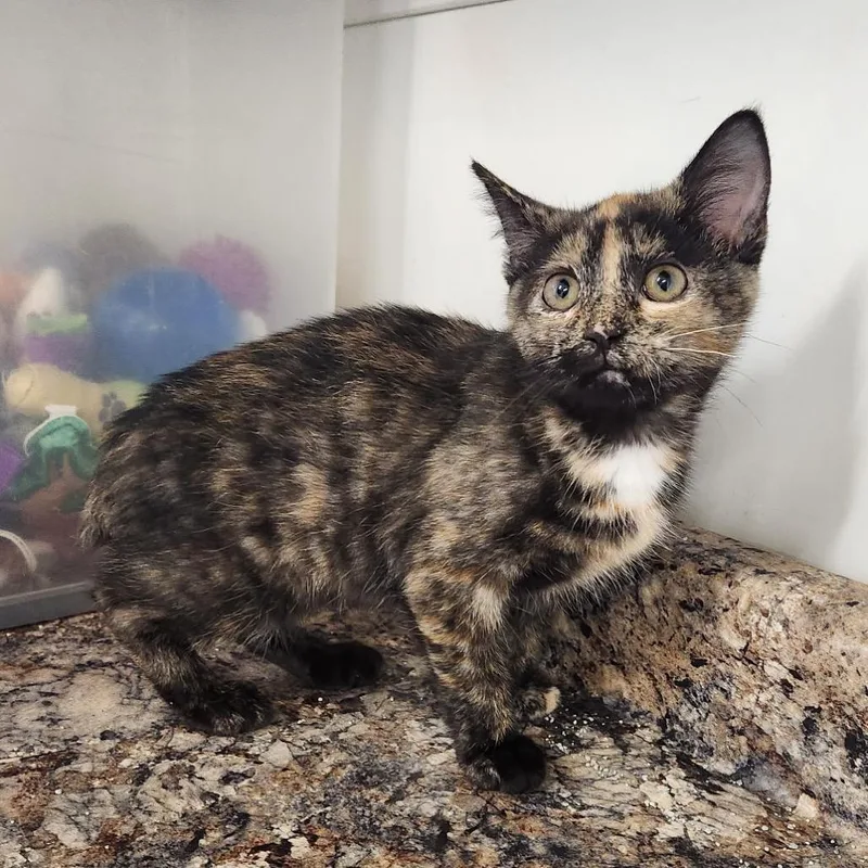 A baby small-sized female Torbie Domestic Short Hair cat named Maggie May for adoption in Delaware, OH