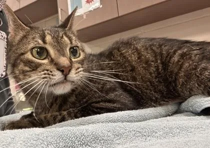 A senior medium-sized male Domestic Short Hair cat named Chevy Chase for adoption in Fishers, IN