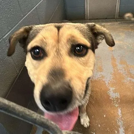 An adult medium-sized male Black Mixed Breed dog named Tater Tot for adoption in Gadsden, AL