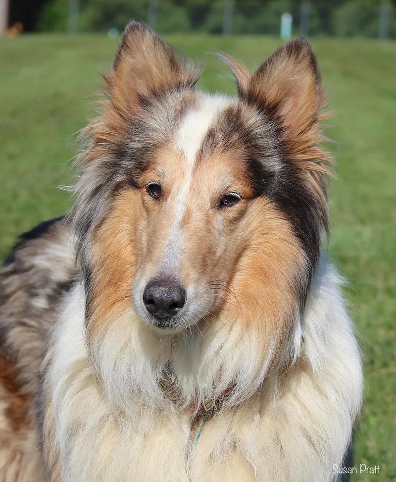 Duchess