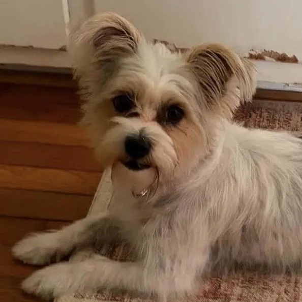 An adult small-sized female Maltese dog named Alley for adoption in Stokesdale, NC