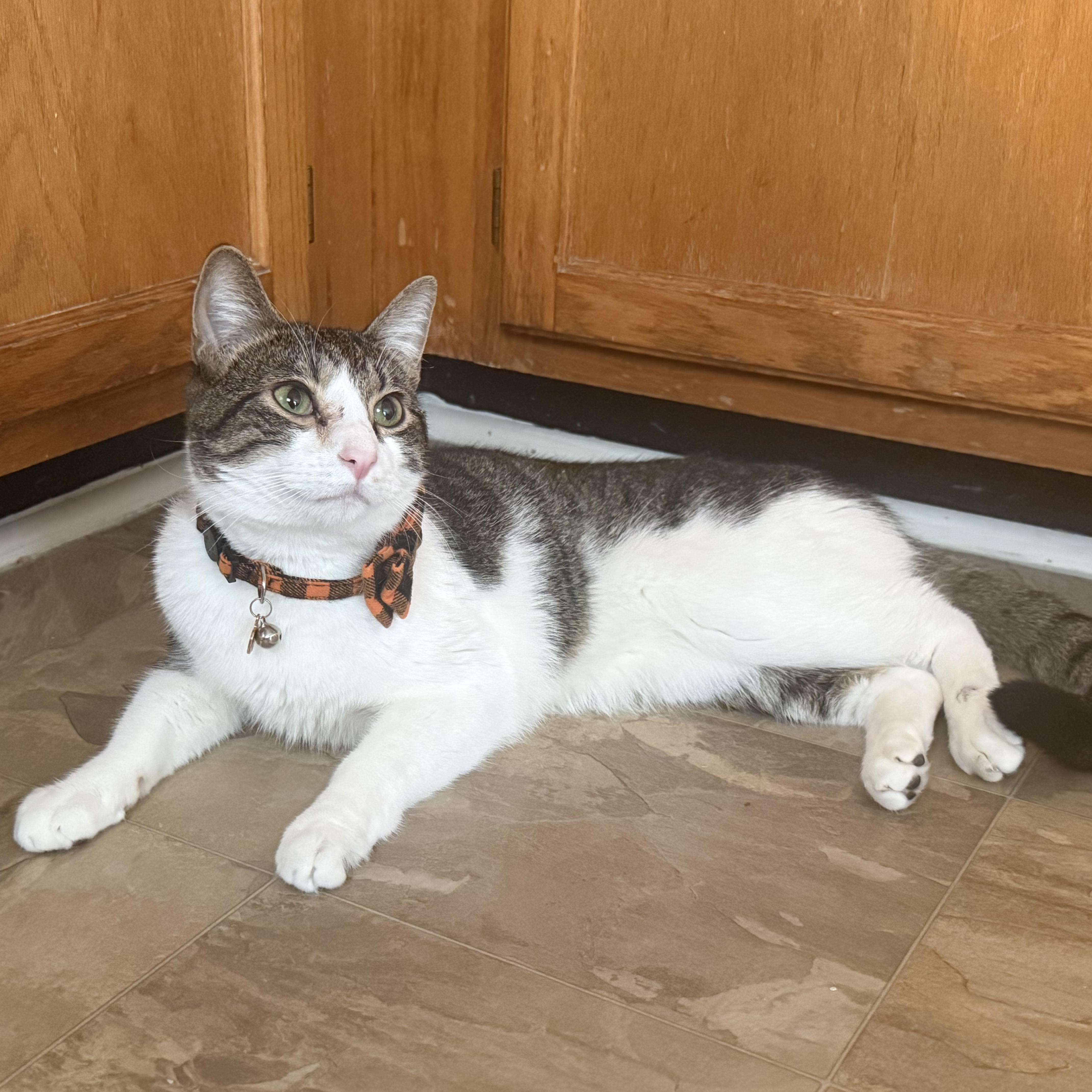 An adult large-sized male Domestic Short Hair cat named Rocky Balboa for adoption in Fayetteville, NC